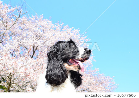 春天了♪ 10577600