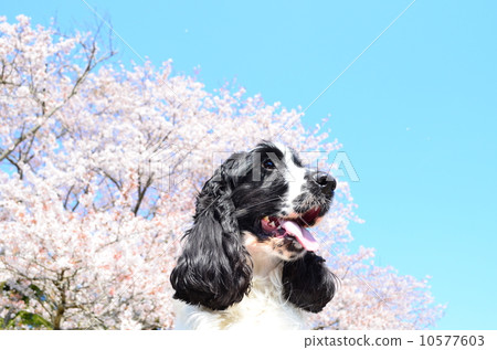 盛開了♪ 盛開了♪ 10577603