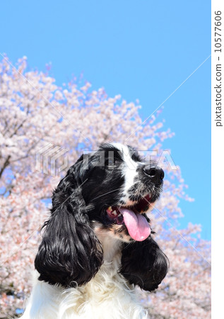 盛開了♪ 10577606