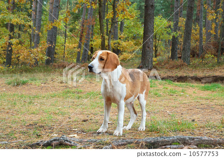 Dog hound 10577753