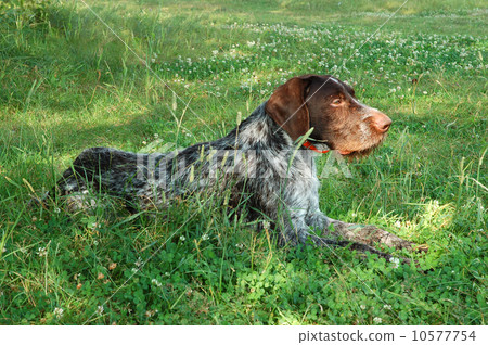 German wirehaired pointer German wirehaired pointer 10577754