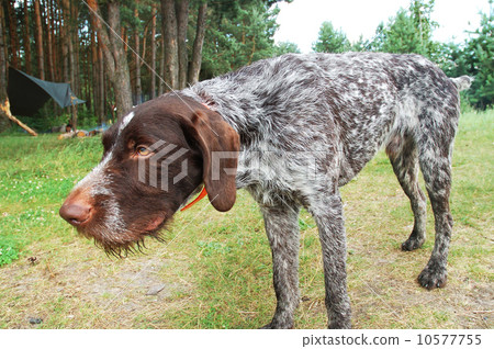 German wirehaired pointer German wirehaired pointer 10577755