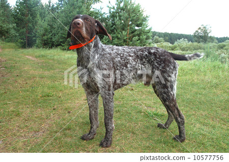 German wirehaired pointer German wirehaired pointer 10577756