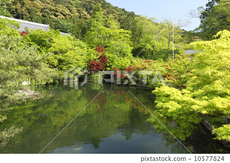 Eikan-do of Kyoto fresh green 10577824