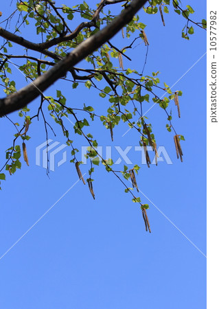 Spring birch 10577982