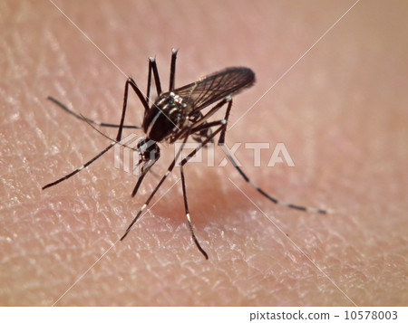Blood sucking mosquitoes 10578003
