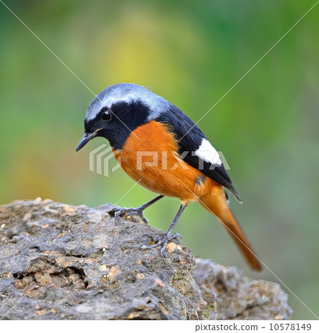 male Daurian Redstart 10578149