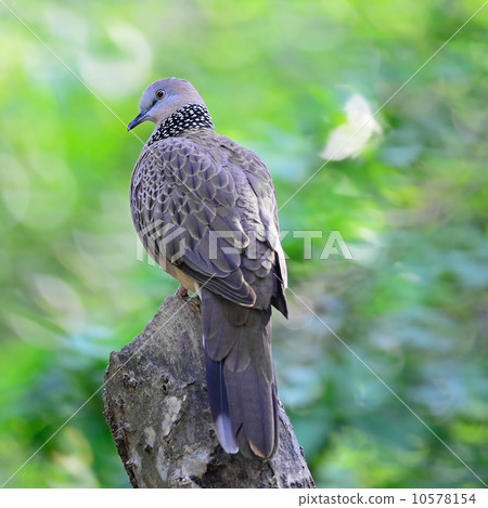 Spotted Dove Spotted Dove 10578154