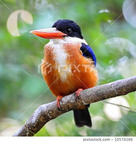 Black-capped Kingfisher Black-capped Kingfisher 10578166
