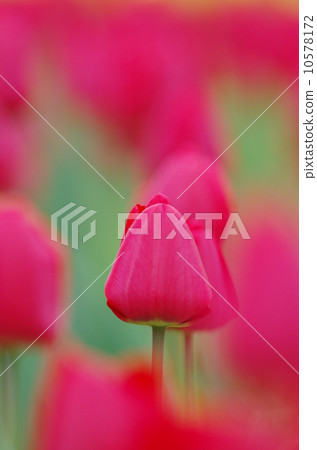 Tulip 10578172