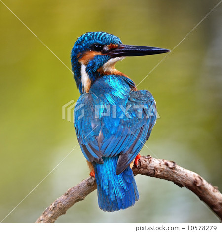 male Common Kingfisher 10578279