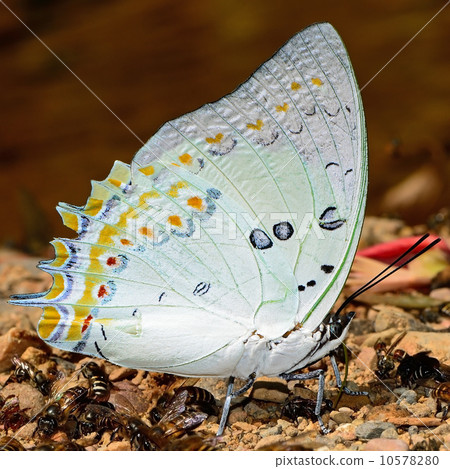 Jewelled Nawab butterfly Jewelled Nawab butterfly 10578280