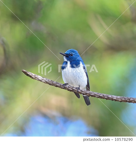 male Ultramarine Flycatcher 10578290