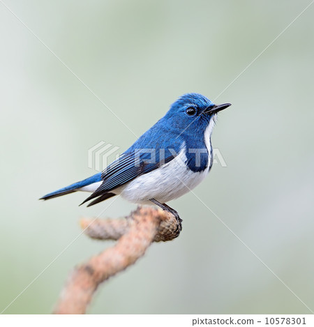 male Ultramarine Flycatcher 10578301