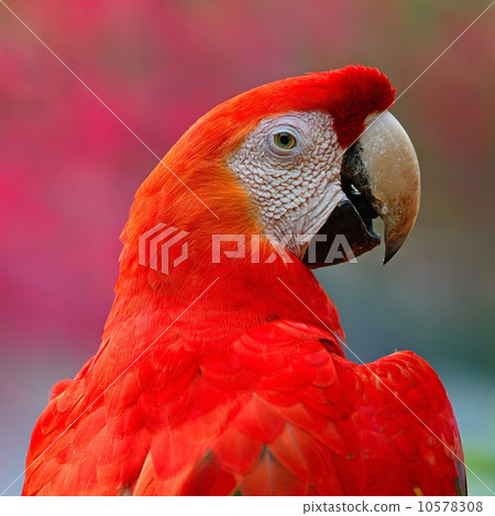 Scarlet Macaw 10578308