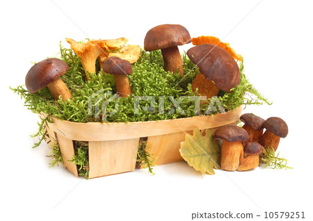 King boletus edulis and chanterelles King boletus edulis and chanterelles 10579251
