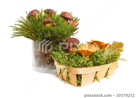 Mushrooms bunch 10579252