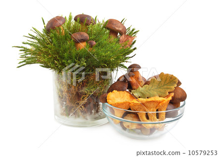 King boletus edulis and chanterelles 10579253