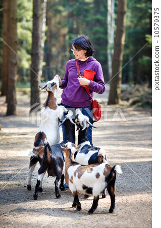 Young attractive woman feeding group of goats Young attractive woman feeding group of goats 10579375
