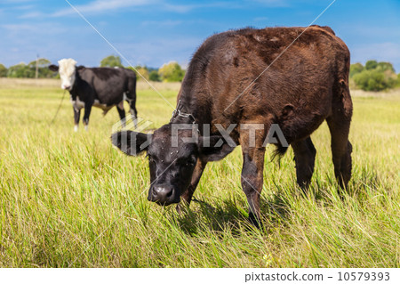 Cow and calf 10579393