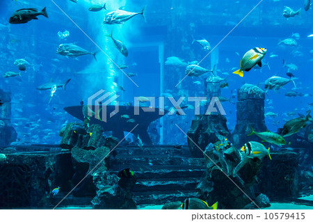 Aquarium tropical fish on a coral reef 10579415