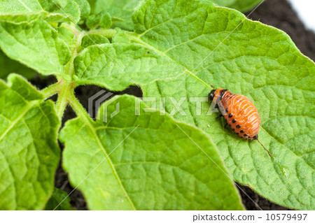 Colorado potato beetle 10579497