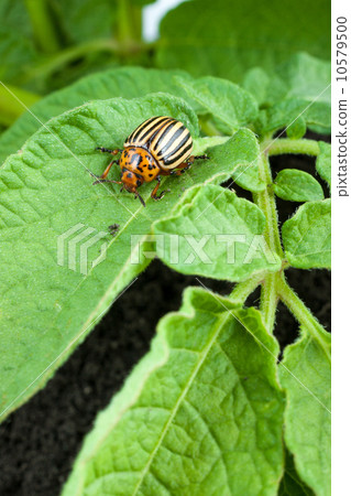 Colorado potato beetle 10579500