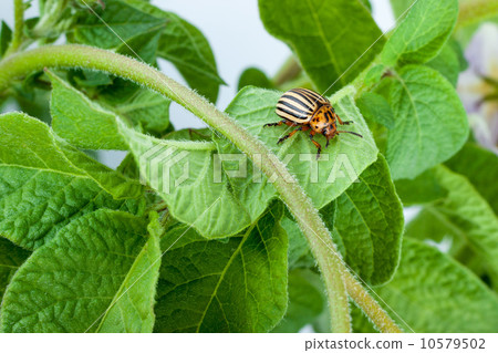 Colorado potato beetle 10579502