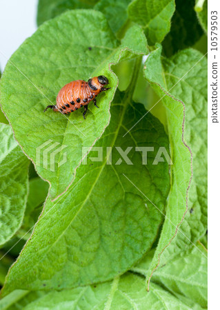 Colorado potato beetle 10579503