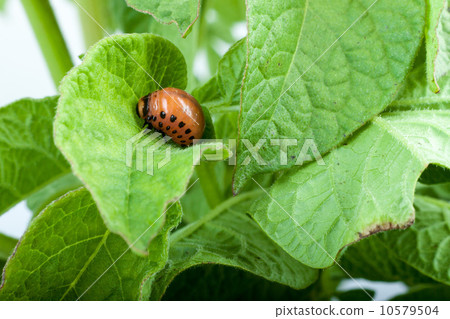Colorado potato beetle 10579504