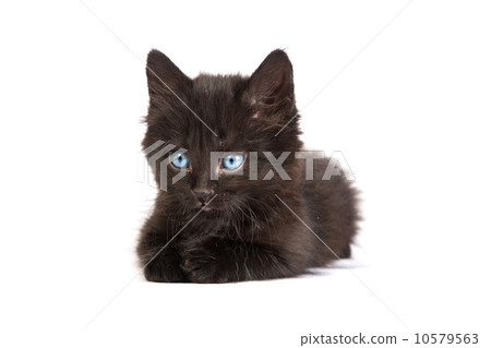 Cute black kitten on  a white background Cute black kitten on  a white background 10579563