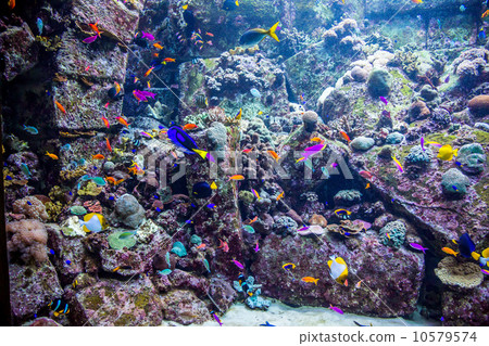 Aquarium tropical fish on a coral reef 10579574