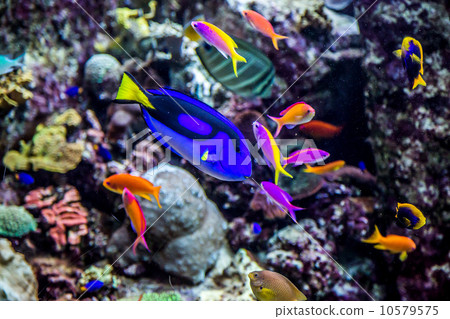 Aquarium tropical fish on a coral reef Aquarium tropical fish on a coral reef 10579575