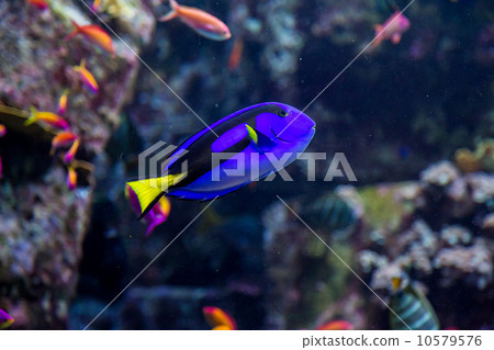 Aquarium tropical fish on a coral reef 10579576