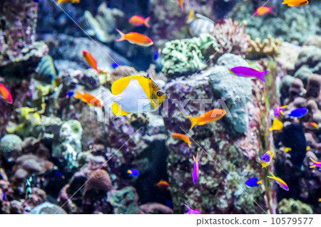 Aquarium tropical fish on a coral reef 10579577