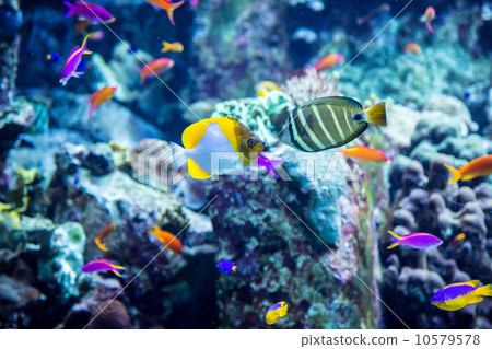 Aquarium tropical fish on a coral reef 10579578