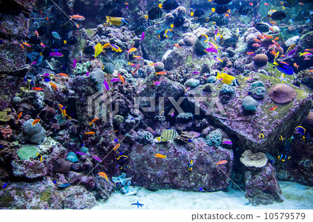 Aquarium tropical fish on a coral reef Aquarium tropical fish on a coral reef 10579579