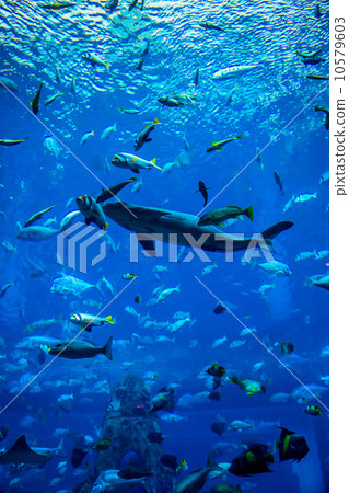 Aquarium tropical fish on a coral reef Aquarium tropical fish on a coral reef 10579603