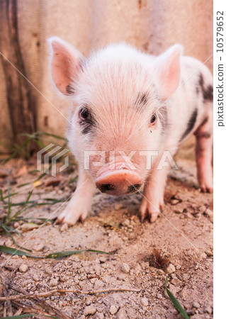 Close-up of a cute muddy piglet running around outdoors on the f Close-up of a cute muddy piglet running around outdoors on the f 10579652