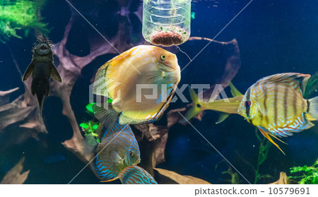 Aquarium with tropical fish of the Symphysodon discus spieces Aquarium with tropical fish of the Symphysodon discus spieces 10579691