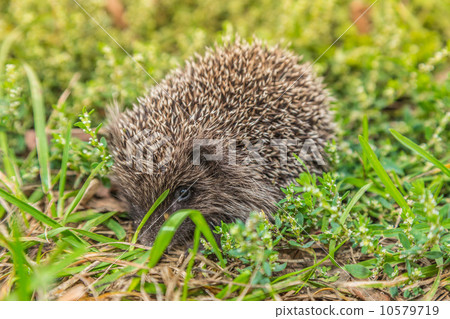 Wild Hedgehog is looking for a food 10579719