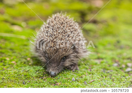 Wild Hedgehog is looking for a food 10579720