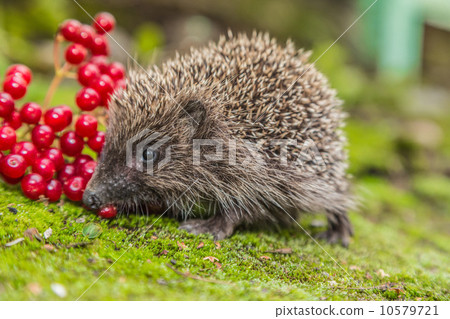 Wild Hedgehog is looking for a food 10579721