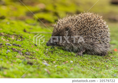 Wild Hedgehog is looking for a food 10579722