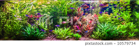 Ttropical freshwater aquarium with fishes 10579734