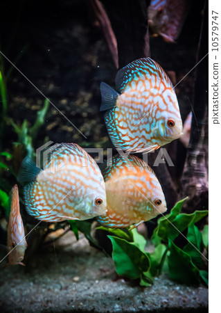 Aquarium with tropical fish of the Symphysodon discus spieces 10579747