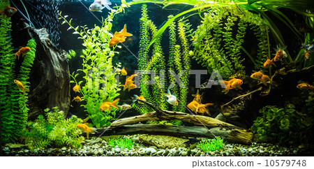 Ttropical freshwater aquarium with fishes 10579748
