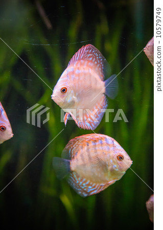 Aquarium with tropical fish of the Symphysodon discus spieces 10579749