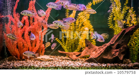 Ttropical freshwater aquarium with fishes 10579758