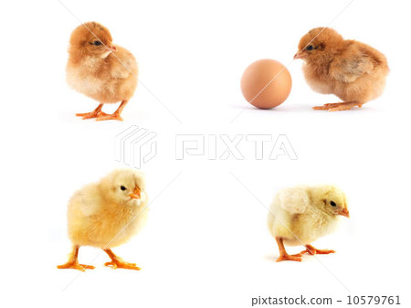 The set of yellow small chicks with egg 10579761